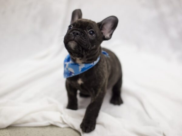 French Bulldog DOG Male Brindle 11659 Petland Wichita, Kansas