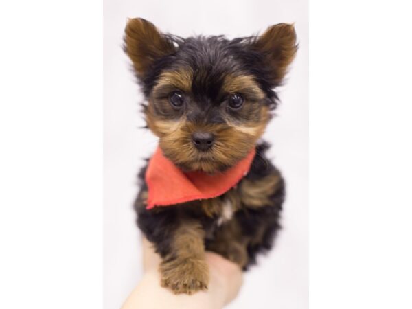 Yorkshire Terrier DOG Male Black and Tan 11658 Petland Wichita, Kansas