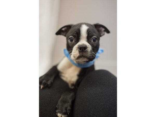 Boston Terrier DOG Male Black and White 11657 Petland Wichita, Kansas