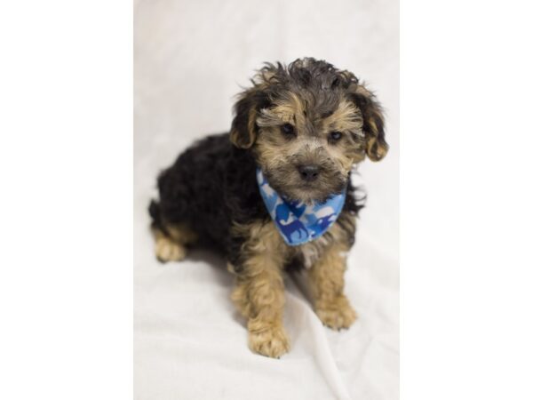 Yorkiepoo DOG Female Black 11655 Petland Wichita, Kansas