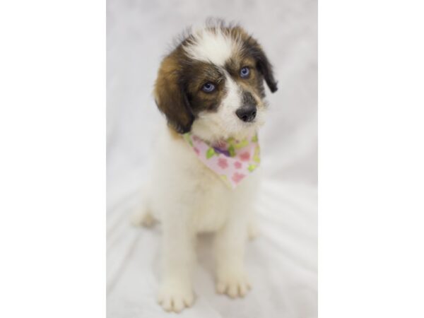 Huskydoodle DOG Female White with Red Spots 11651 Petland Wichita, Kansas