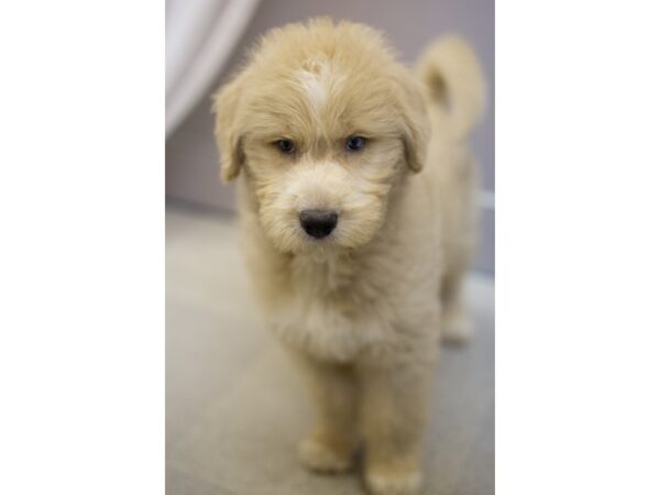 Huskydoodle DOG Male Apricot 11650 Petland Wichita, Kansas