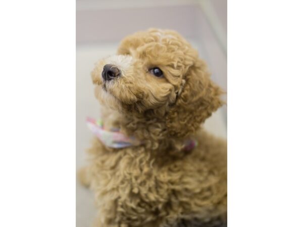 2nd Generation Goldendoodle-DOG-Female-Apricot-11649-Petland Wichita, Kansas