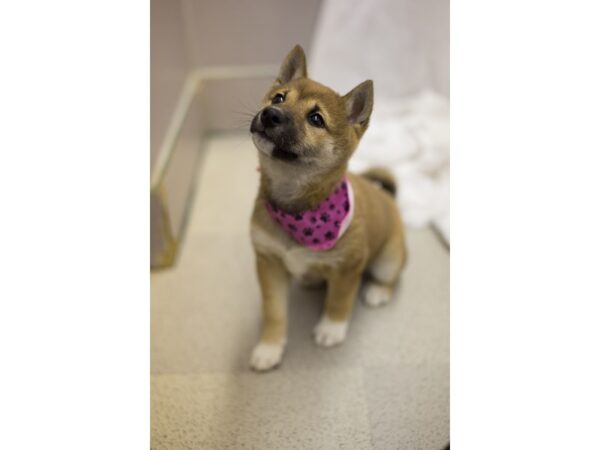Shiba Inu-DOG-Female-Sesame-11648-Petland Wichita, Kansas