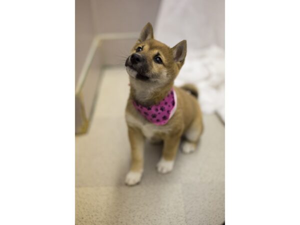 Shiba Inu DOG Female Sesame 11648 Petland Wichita, Kansas