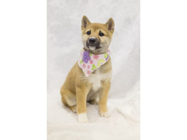 Shiba Inu DOG Female Sesame 11647 Petland Wichita, Kansas