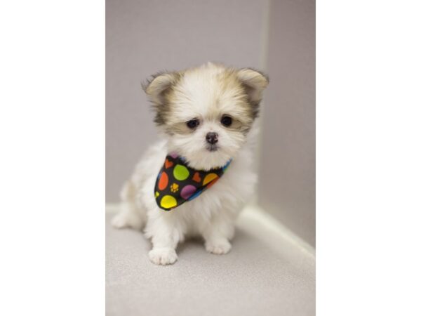 Maltipom DOG Male White and Tan 11644 Petland Wichita, Kansas