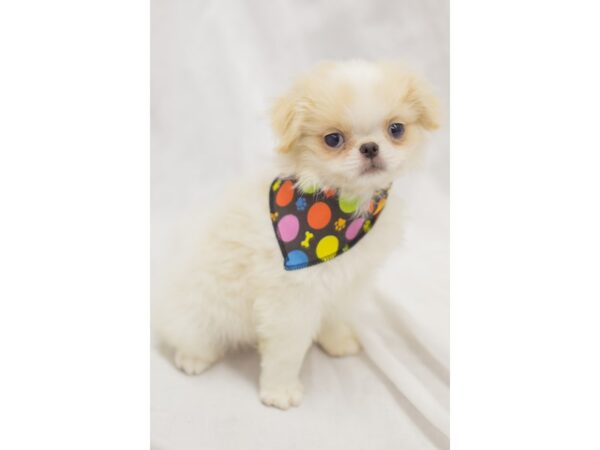 Japanese Chin DOG Male Gold and White 11643 Petland Wichita, Kansas