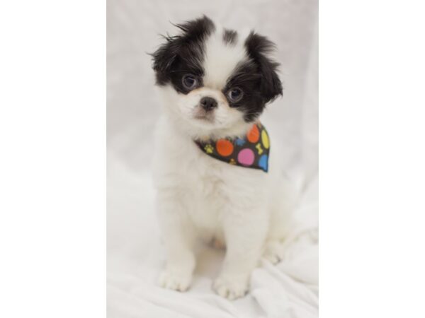 Japanese Chin DOG Male Black and White 11642 Petland Wichita, Kansas