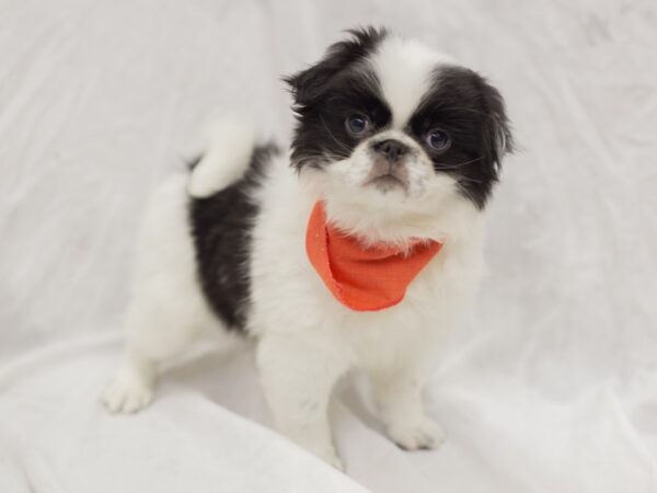 Japanese Chin DOG Male Black and White 11641 Petland Wichita, Kansas