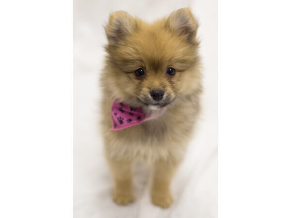 Pomeranian DOG Female Sable 11640 Petland Wichita, Kansas