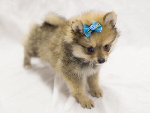 Pomeranian DOG Female Sable 11639 Petland Wichita, Kansas