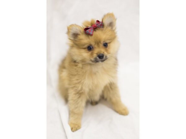 Pomeranian-DOG-Female-Sable-11638-Petland Wichita, Kansas