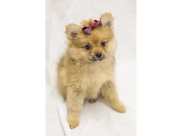 Pomeranian DOG Female Sable 11638 Petland Wichita, Kansas