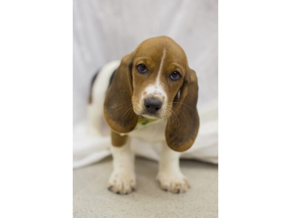 Basset Hound DOG Male Tri Color 11635 Petland Wichita, Kansas