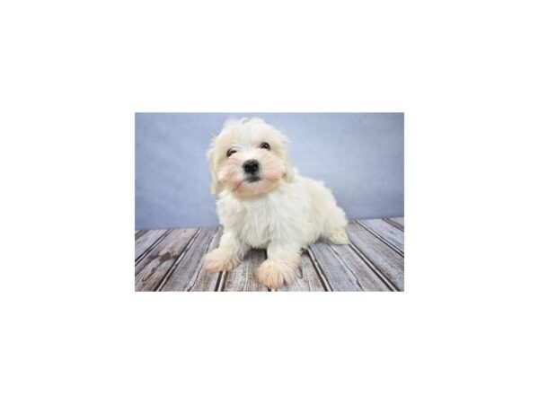 Havanese DOG Female Cream 11681 Petland Wichita, Kansas