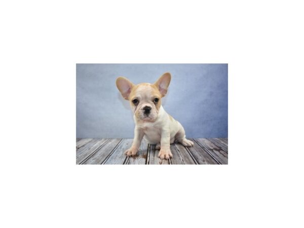 French Bulldog DOG Female Cream and White 11680 Petland Wichita, Kansas