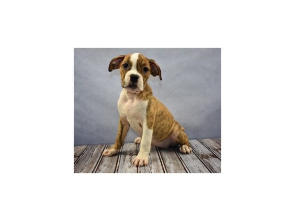 Old English Bulldog-DOG-Female-Red Brindle and White-11684-Petland Wichita, Kansas