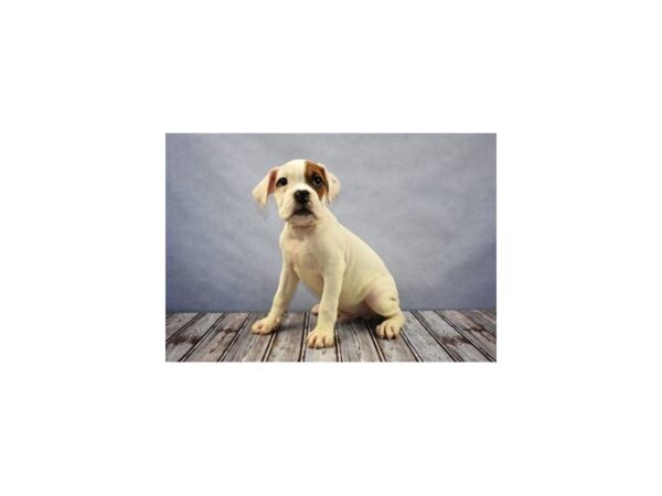 Old English Bulldog DOG Male Red and White 11686 Petland Wichita, Kansas