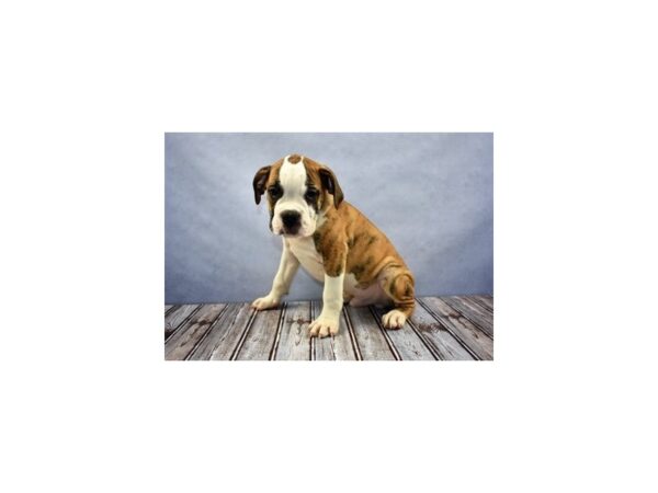 Old English Bulldog DOG Male Red Brindle and White 11687 Petland Wichita, Kansas