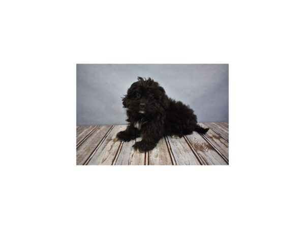 Lhasa poo-DOG-Female-Black-11688-Petland Wichita, Kansas