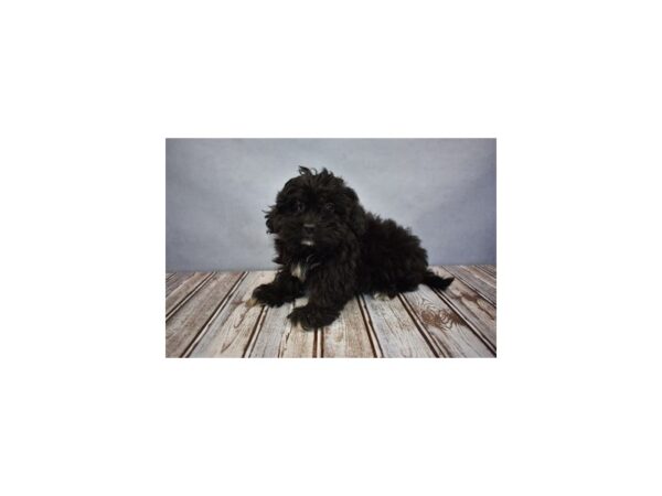 Lhasa poo DOG Female Black 11688 Petland Wichita, Kansas