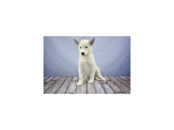 Siberian Husky-DOG-Female-Tan and White-11683-Petland Wichita, Kansas