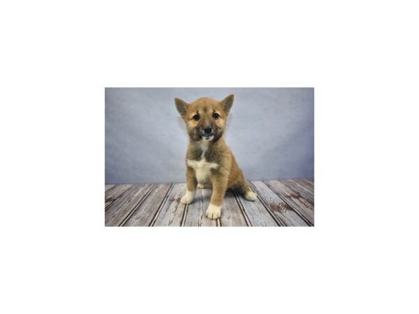 Shiba Inu DOG Female Red Sesame 11682 Petland Wichita, Kansas