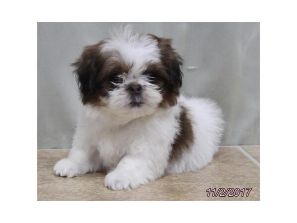 Shih Tzu-DOG-Male-White / Brown-11702-Petland Wichita, Kansas