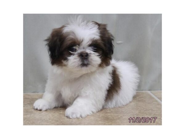 Shih Tzu DOG Male White / Brown 11702 Petland Wichita, Kansas