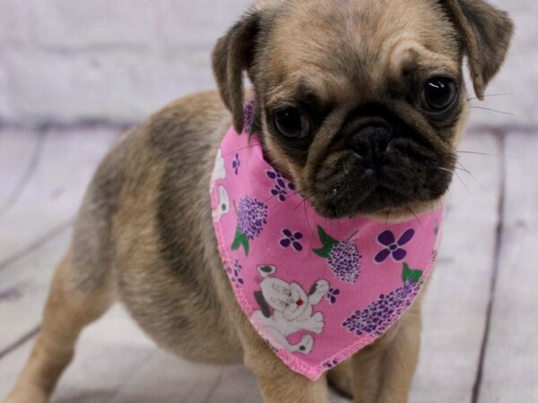 Pug Dog Female Apricot Merle Blk Mask 17176 Petland Wichita, Kansas