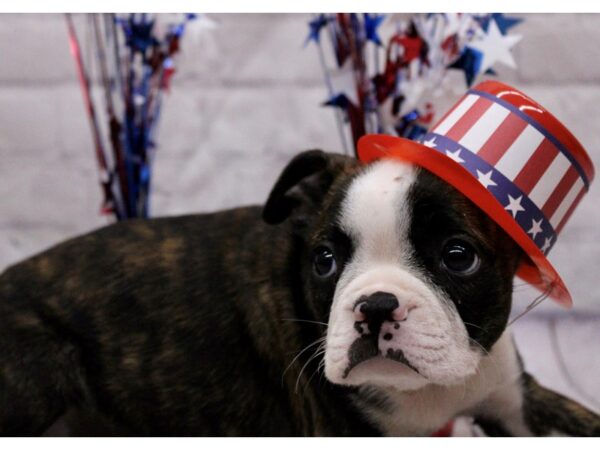 Boston Terrier-Dog-Female-Brindle & White-17225-Petland Wichita, Kansas