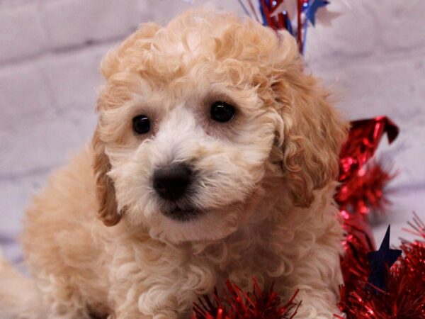 Bichon Poo-Dog-Female-Cream-17258-Petland Wichita, Kansas