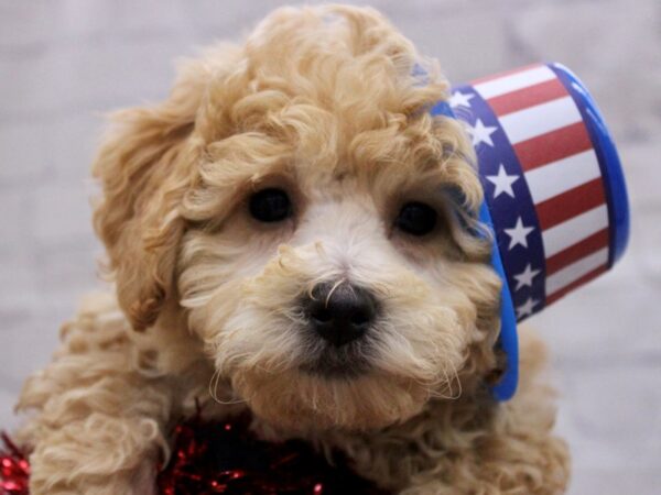 Bichon Poo Dog Male Apricot 17260 Petland Wichita, Kansas