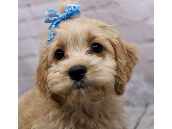 Cockapoo Dog Female Gold 17271 Petland Wichita, Kansas