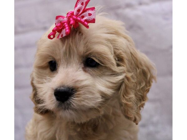 Cockapoo-Dog-Female-Gold-17273-Petland Wichita, Kansas