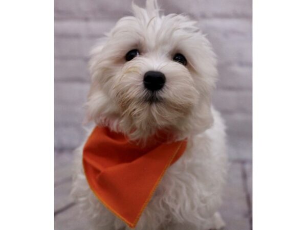 Maltese-Dog-Male-White-17274-Petland Wichita, Kansas