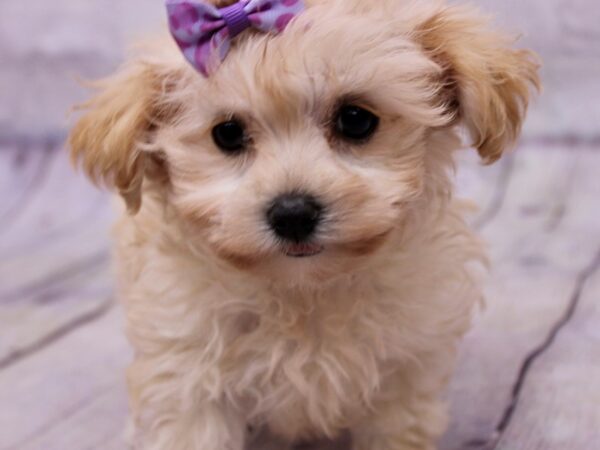 Toy MaltiPoo Dog Female Cream 17291 Petland Wichita, Kansas