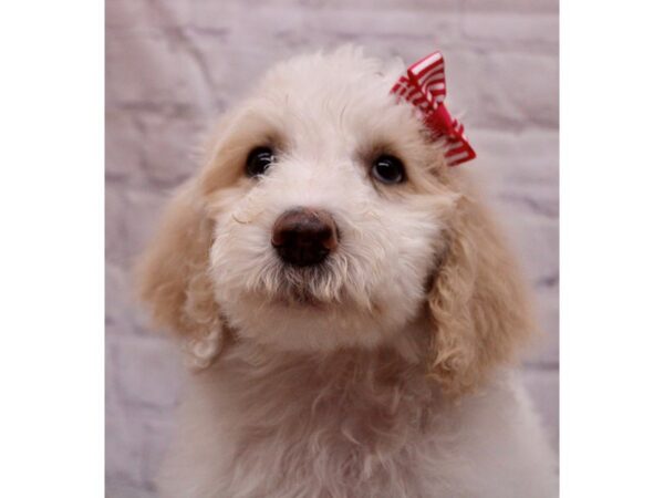 F1B Goldendoodle-Dog-Female-White & Gold Parti-17303-Petland Wichita, Kansas