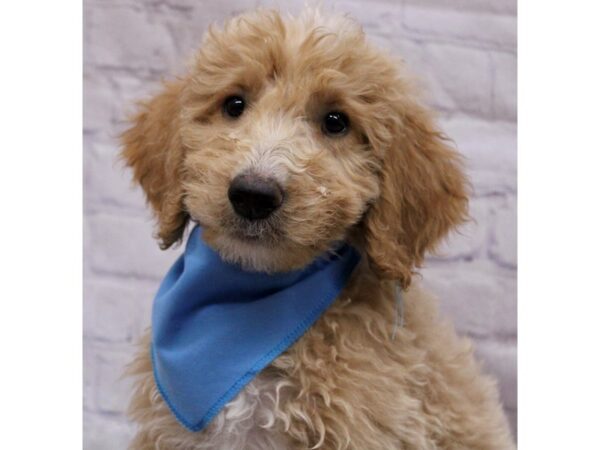 F1B Goldendoodle-Dog-Male-Gold & White-17301-Petland Wichita, Kansas