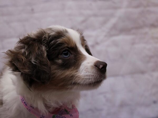 Miniature Australian Shepherd Dog Female Red Merle 17335 Petland Wichita, Kansas