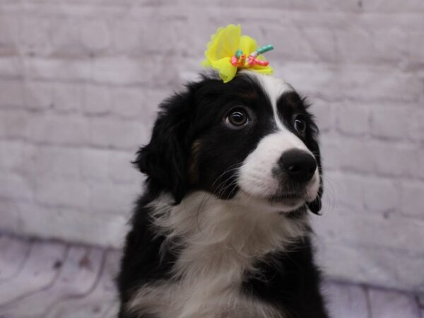 Miniature Australian Shepherd Dog Female Black Tri 17334 Petland Wichita, Kansas