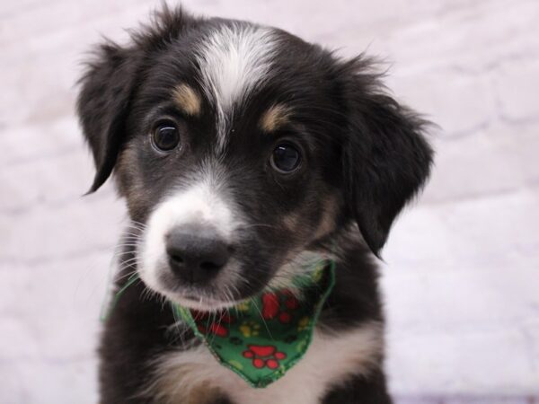 Miniature Australian Shepherd Dog Male Black Tri 17332 Petland Wichita, Kansas