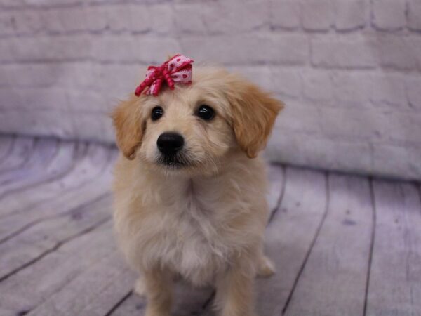 Mini EskiPoo Dog Female Gold 17340 Petland Wichita, Kansas