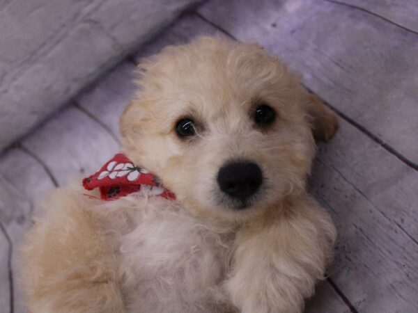 Mini EskiPoo Dog Male Gold 17338 Petland Wichita, Kansas