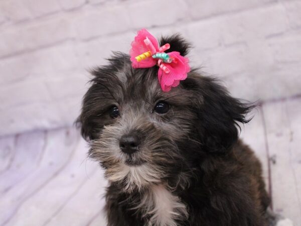 Lhasa Poo Dog Female Black & White 17325 Petland Wichita, Kansas