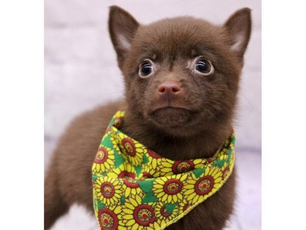 Schipperke-Dog-Female-Chocolate-17362-Petland Wichita, Kansas