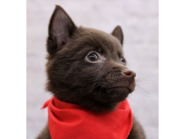 Schipperke Dog Male Chocolate 17361 Petland Wichita, Kansas