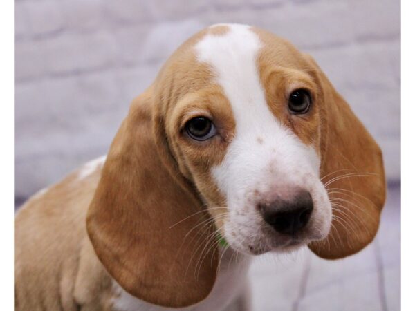 Beagle Dog Male Lemon & White 17360 Petland Wichita, Kansas