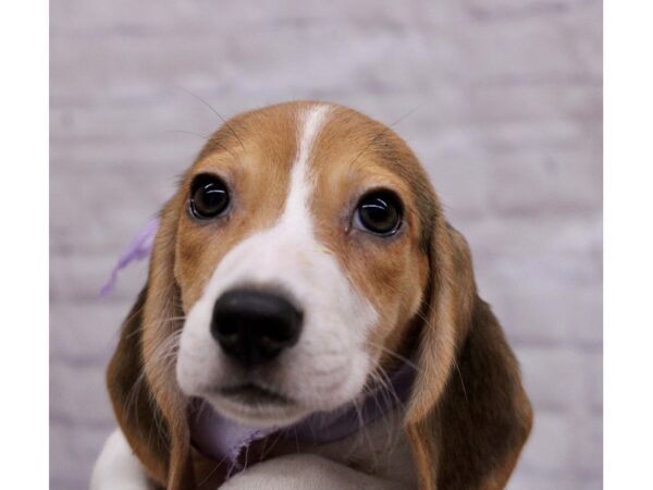 Beagle Dog Female Black Tri 17355 Petland Wichita, Kansas